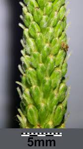 Attēlu rezultāti vaicājumam “Plantago major subsp. intermedia leaf”