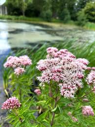 Image result for Eupatorium cannabinum