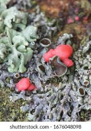 Attēlu rezultāti vaicājumam “Illosporiopsis christiansenii”