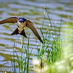 Attēlu rezultāti vaicājumam “Delichon urbicum juvenile”