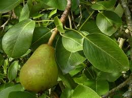 Attēlu rezultāti vaicājumam “Pyrus communis leaf”