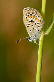 Attēlu rezultāti vaicājumam “Plebejus argus female”