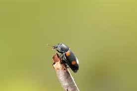 Attēlu rezultāti vaicājumam “Glischrochilus hortensis”