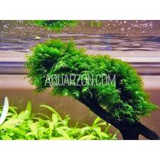 Attēlu rezultāti vaicājumam “Fissidens”