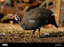 Attēlu rezultāti vaicājumam “Numida meleagris adult”