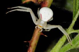 Attēlu rezultāti vaicājumam “Misumena vatia”