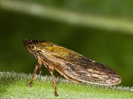 Attēlu rezultāti vaicājumam “Aphrophora salicina”