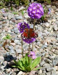 Attēlu rezultāti vaicājumam “Euphydrias aurinia underside”
