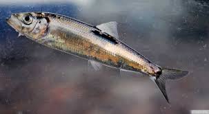 Image result for Clupea harengus