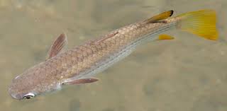 Image result for Crenimugil seheli