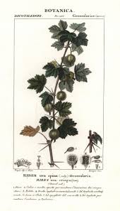 Attēlu rezultāti vaicājumam “Ribes uva-crispa”