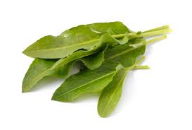 Attēlu rezultāti vaicājumam “Rumex confertus fruit”