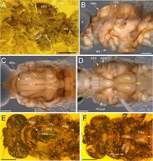 Attēlu rezultāti vaicājumam “Aphodius subterraneus imago”