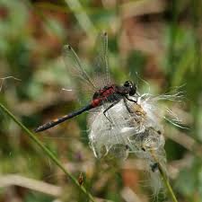 Attēlu rezultāti vaicājumam “Leucorrhinia dubia”