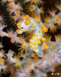 Attēlu rezultāti vaicājumam “Cribraria macrocarpa young”