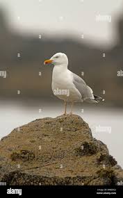 Attēlu rezultāti vaicājumam “Larus argentatus eggs”