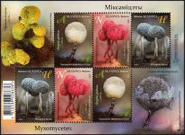 Attēlu rezultāti vaicājumam “Cribraria purpurea spores”