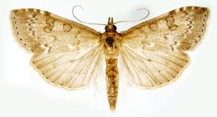 Attēlu rezultāti vaicājumam “Udea prunalis”