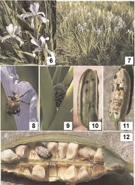Attēlu rezultāti vaicājumam “Mononychus punctumalbum”