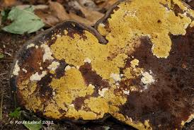 Attēlu rezultāti vaicājumam “Hypocrea pulvinata”