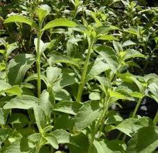 Image result for Stevia rebaudiana