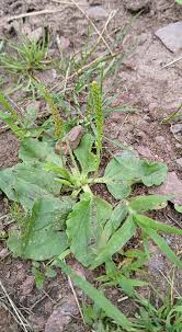 Attēlu rezultāti vaicājumam “Plantago major subsp. intermedia leaf”