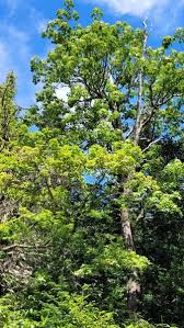 Attēlu rezultāti vaicājumam “Kalopanax septemlobus”