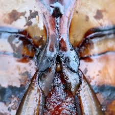 Attēlu rezultāti vaicājumam “Dytiscus dimidiatus”