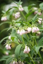 Attēlu rezultāti vaicājumam “Symphytum officinale flower”