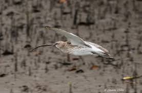 Image result for Numenius tenuirostris