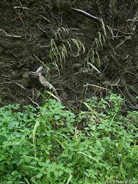Attēlu rezultāti vaicājumam “Cinna latifolia fruit”