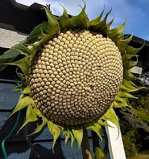 Attēlu rezultāti vaicājumam “Helianthus annuus fruit”