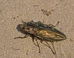 Attēlu rezultāti vaicājumam “Chalcophora mariana”