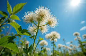 Attēlu rezultāti vaicājumam “Heracleum sosnowskyi flower”