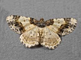 Attēlu rezultāti vaicājumam “Ligdia adustata”