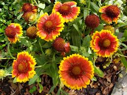 Image result for Gaillardia