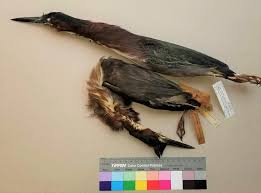 Image result for Butorides virescens