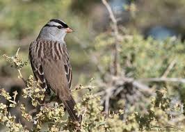 Image result for Zonotrichia leucophrys