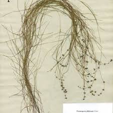 Attēlu rezultāti vaicājumam “Stuckenia filiformis bud”