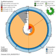 Attēlu rezultāti vaicājumam “Ulota crispa sporophyte”