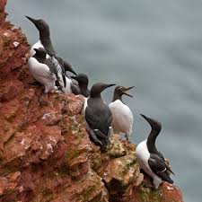 Image result for Uria aalge