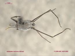 Attēlu rezultāti vaicājumam “Gerridae imago”