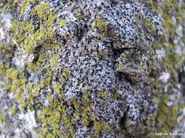 Attēlu rezultāti vaicājumam “Alyxoria varia”