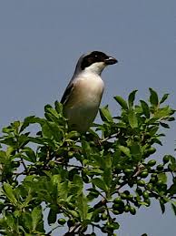 Image result for Lanius minor