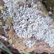 Attēlu rezultāti vaicājumam “Physcia adscendens”