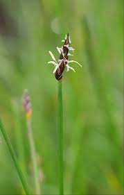 Attēlu rezultāti vaicājumam “Eleocharis uniglumis leaf”