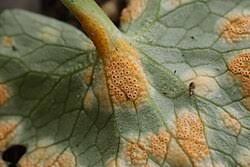 Attēlu rezultāti vaicājumam “Uromyces dactylidis”