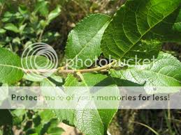 Attēlu rezultāti vaicājumam “Salix caprea leaf”