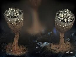 Attēlu rezultāti vaicājumam “Craterium leucocephalum”