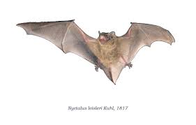 Attēlu rezultāti vaicājumam “Nyctalus leisleri”
